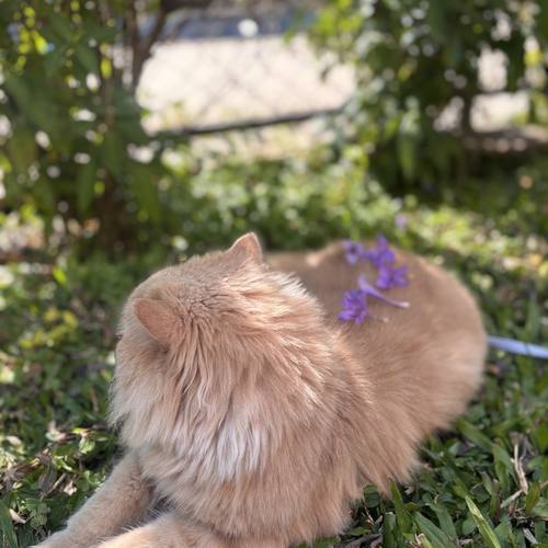 Simran's Persian cat sitting in a garden