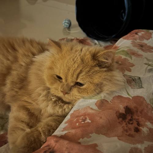 One of Simran's cats
