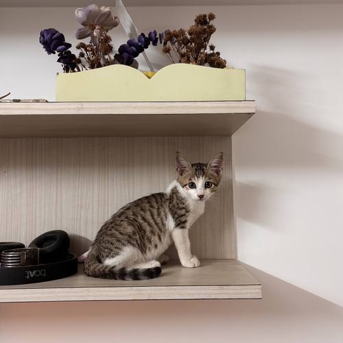 Simran's kitten sitting on a shelf